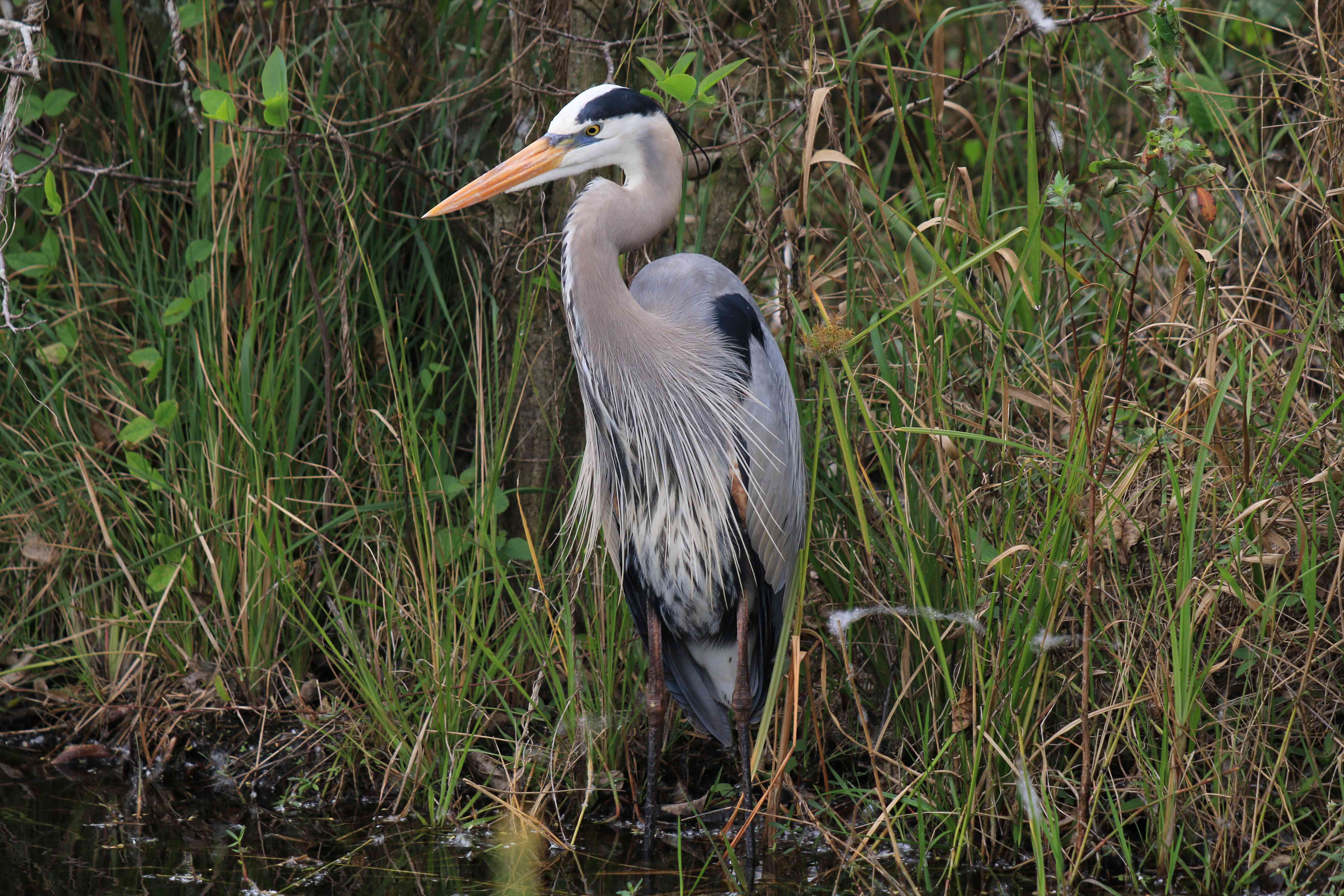 Great Blue Heron